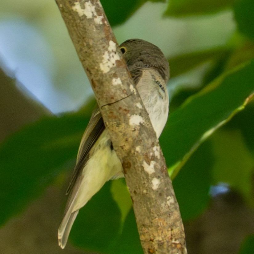 Asian Brown Flycatcher - ML641954660