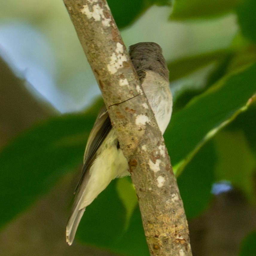 Asian Brown Flycatcher - ML641954661