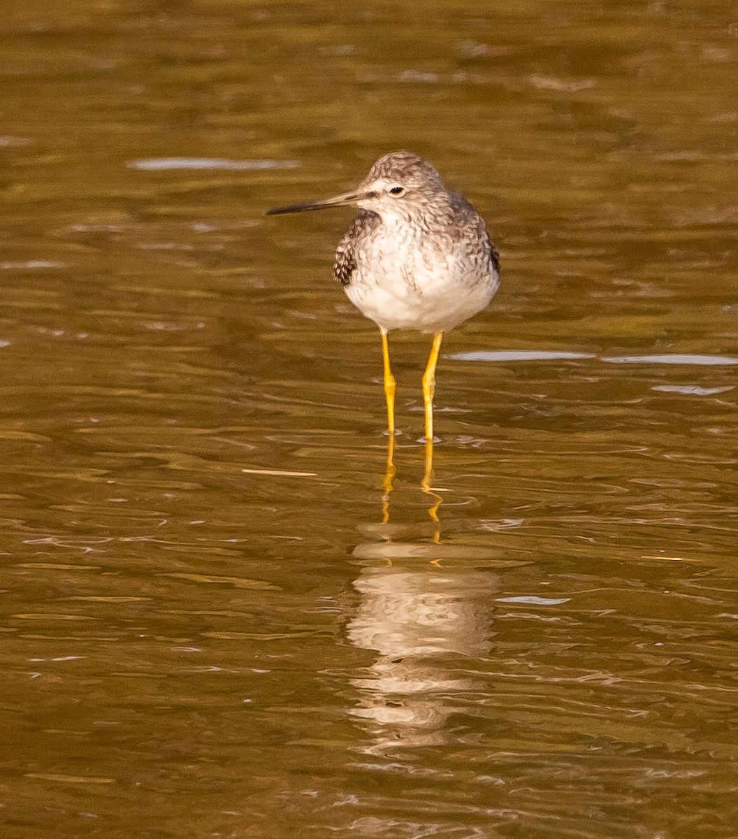 Lesser/Greater Yellowlegs - ML641954694