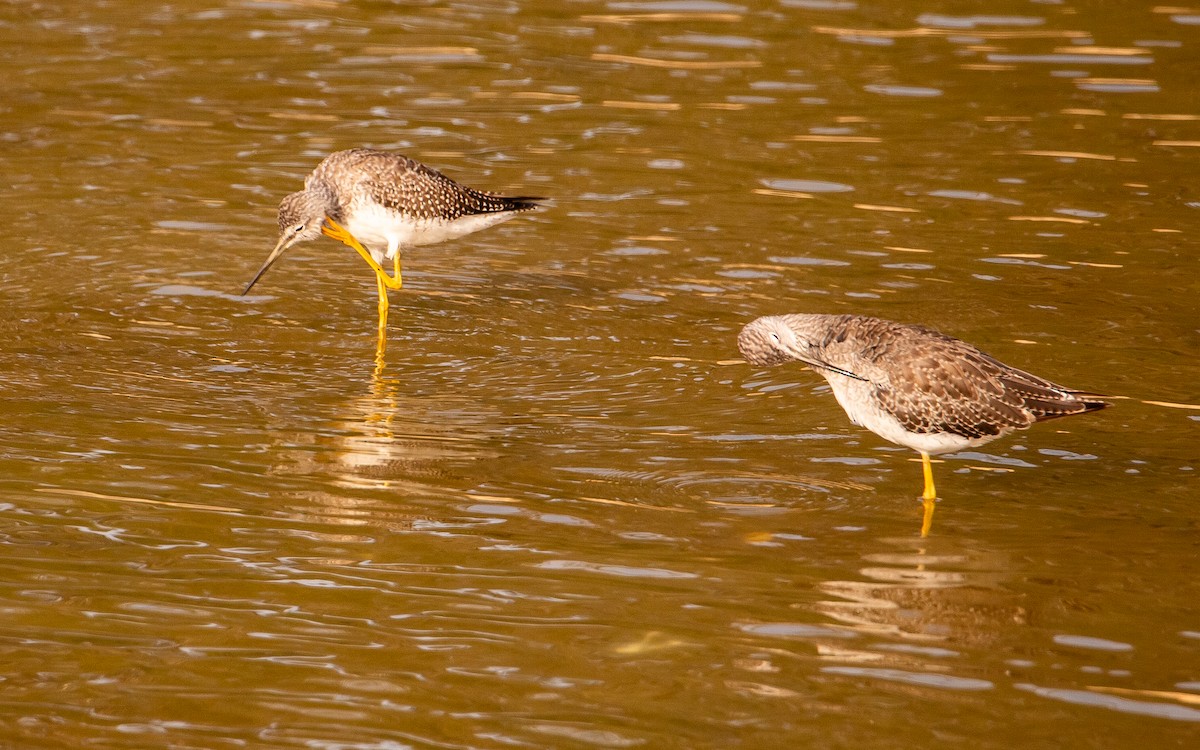 Lesser/Greater Yellowlegs - ML641954695