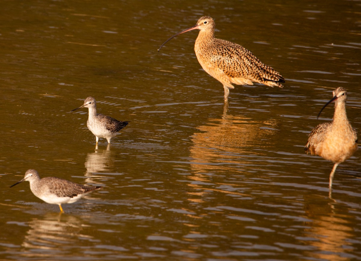 Lesser/Greater Yellowlegs - ML641954696