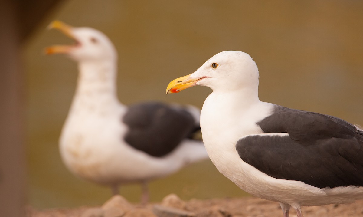 Western Gull - ML641954698