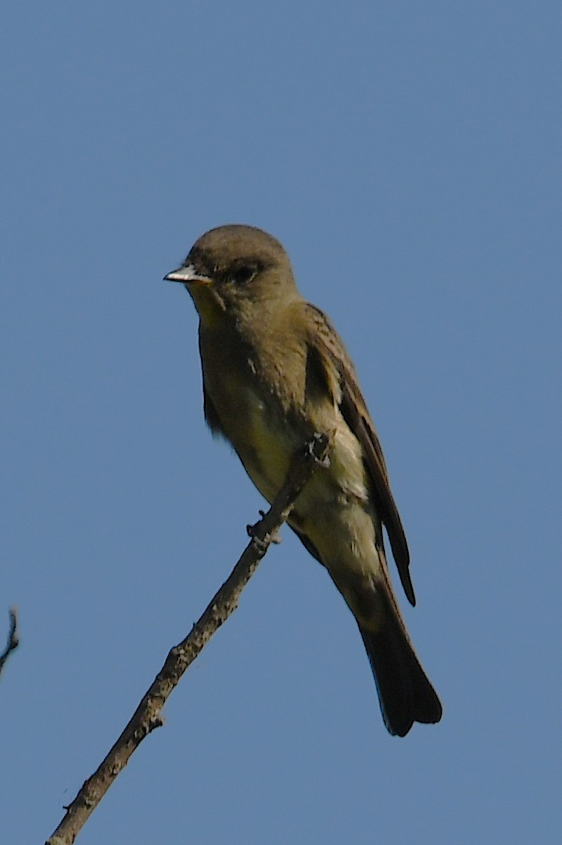 Western Wood-Pewee - ML641954713