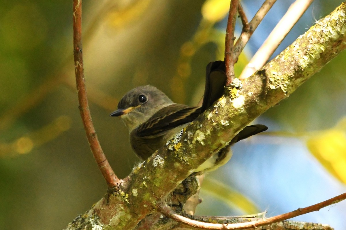 Western Wood-Pewee - ML641954714