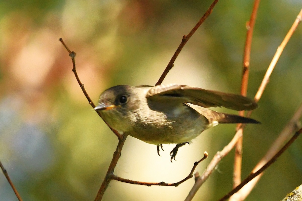 Western Wood-Pewee - ML641954715