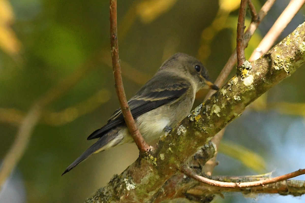 Western Wood-Pewee - ML641954716