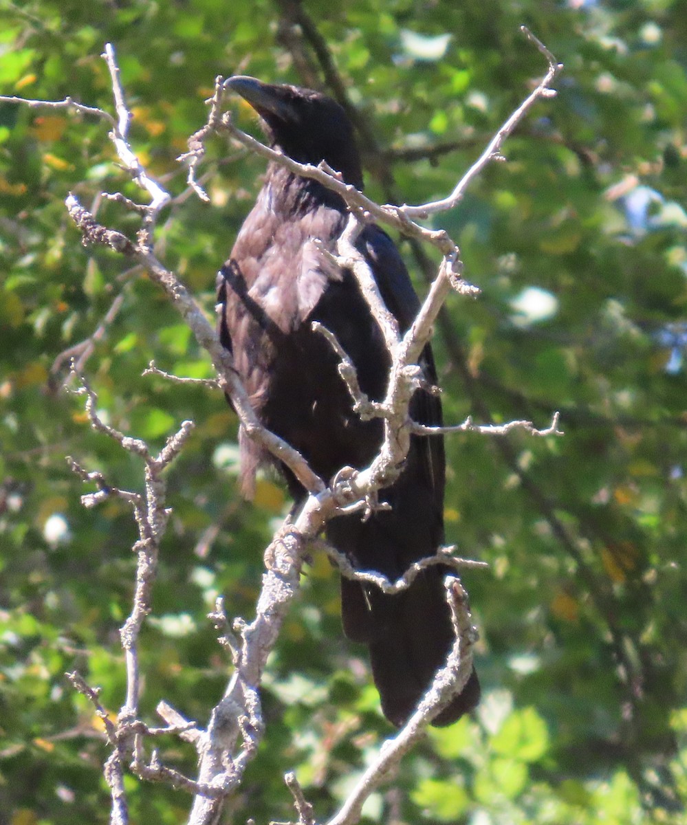 Rabenkrähe - ML641954718