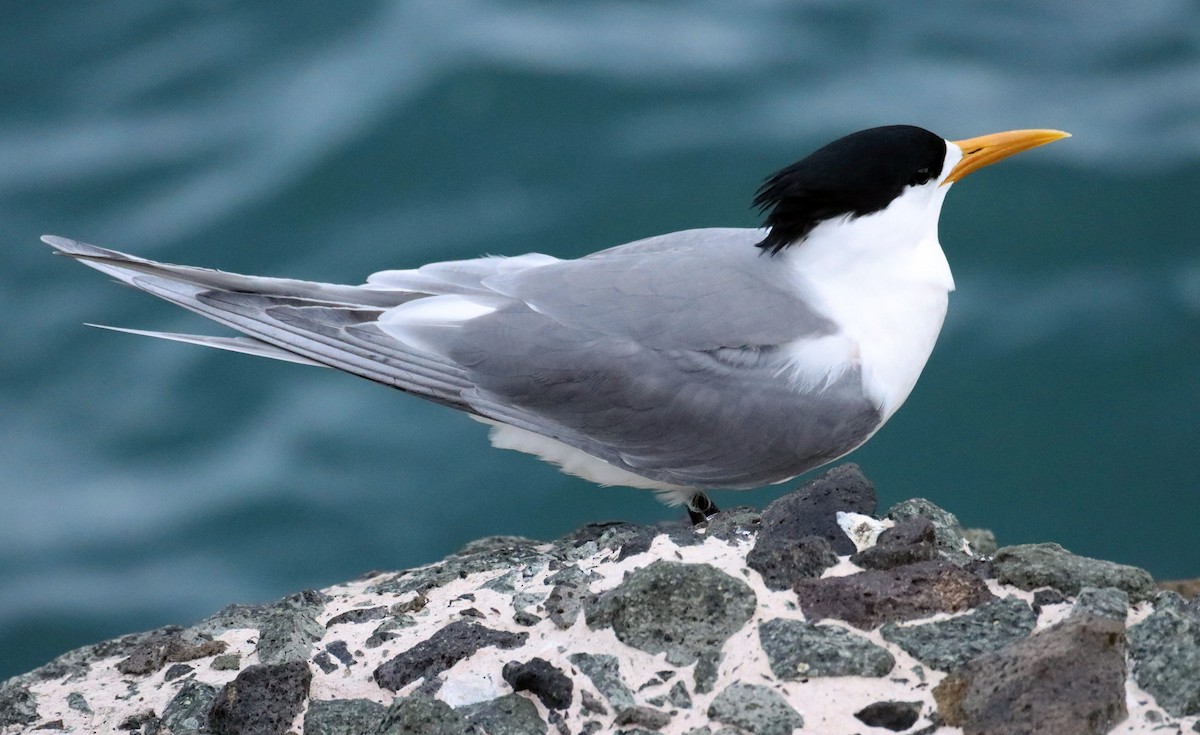 Great Crested Tern - ML641954734