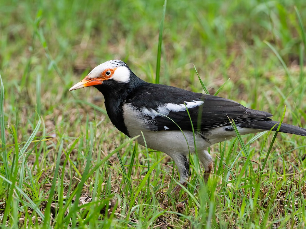 Siamese Pied Starling - ML641954760