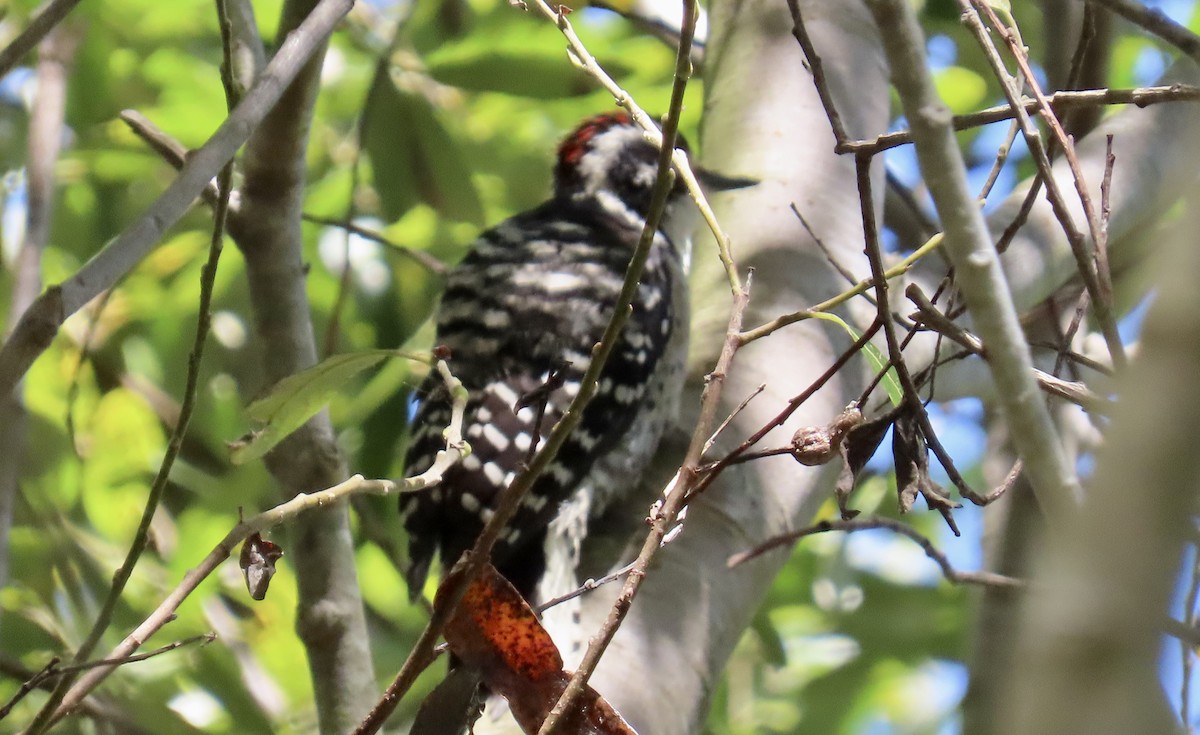 Nuttall's Woodpecker - ML641954772