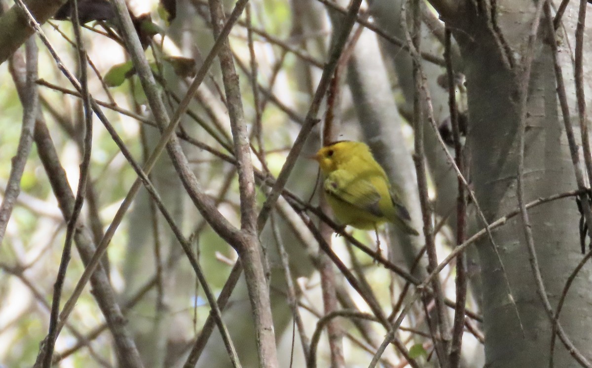 Wilson's Warbler - ML641954777