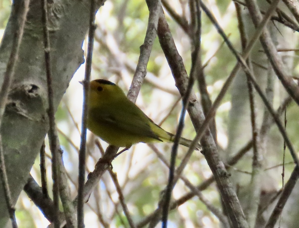 Wilson's Warbler - ML641954782