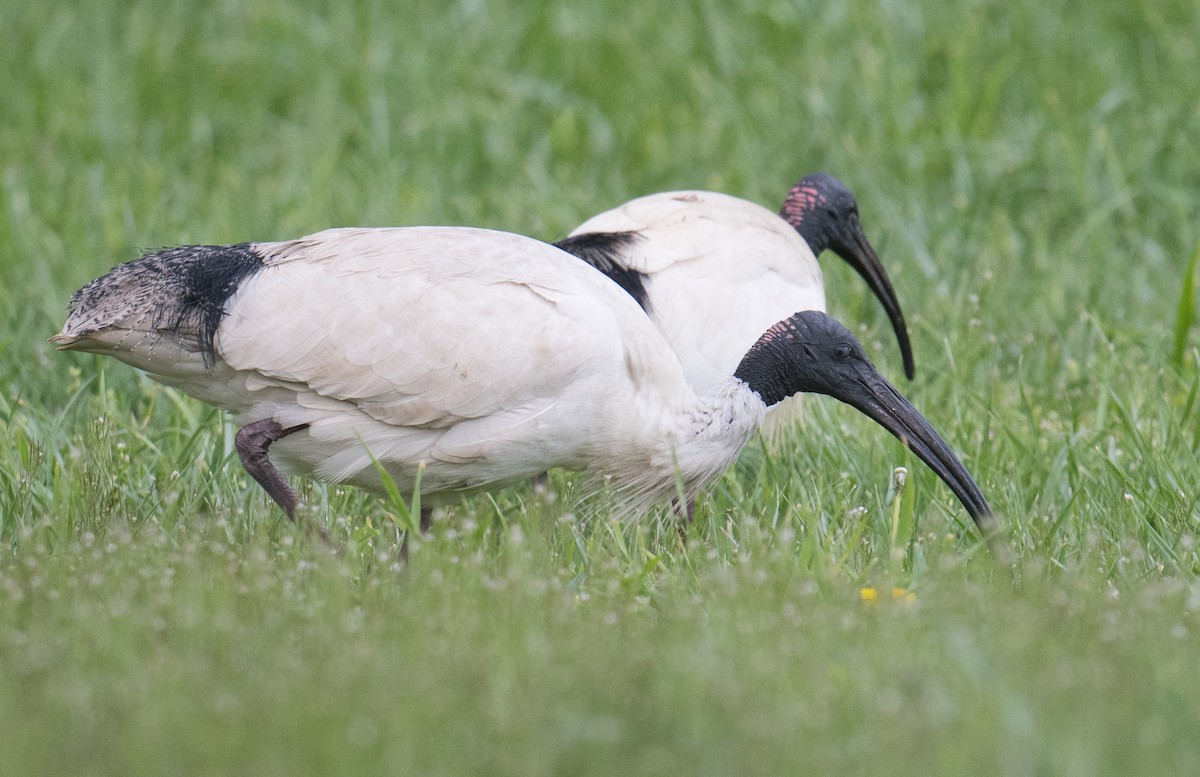 Australian Ibis - ML641954786