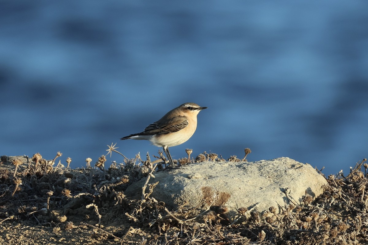 ハシグロヒタキ - ML641954787