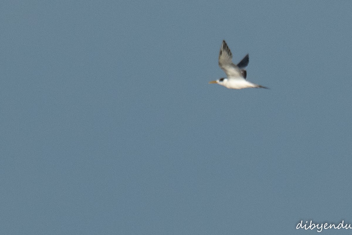 Great Crested Tern - ML641954788