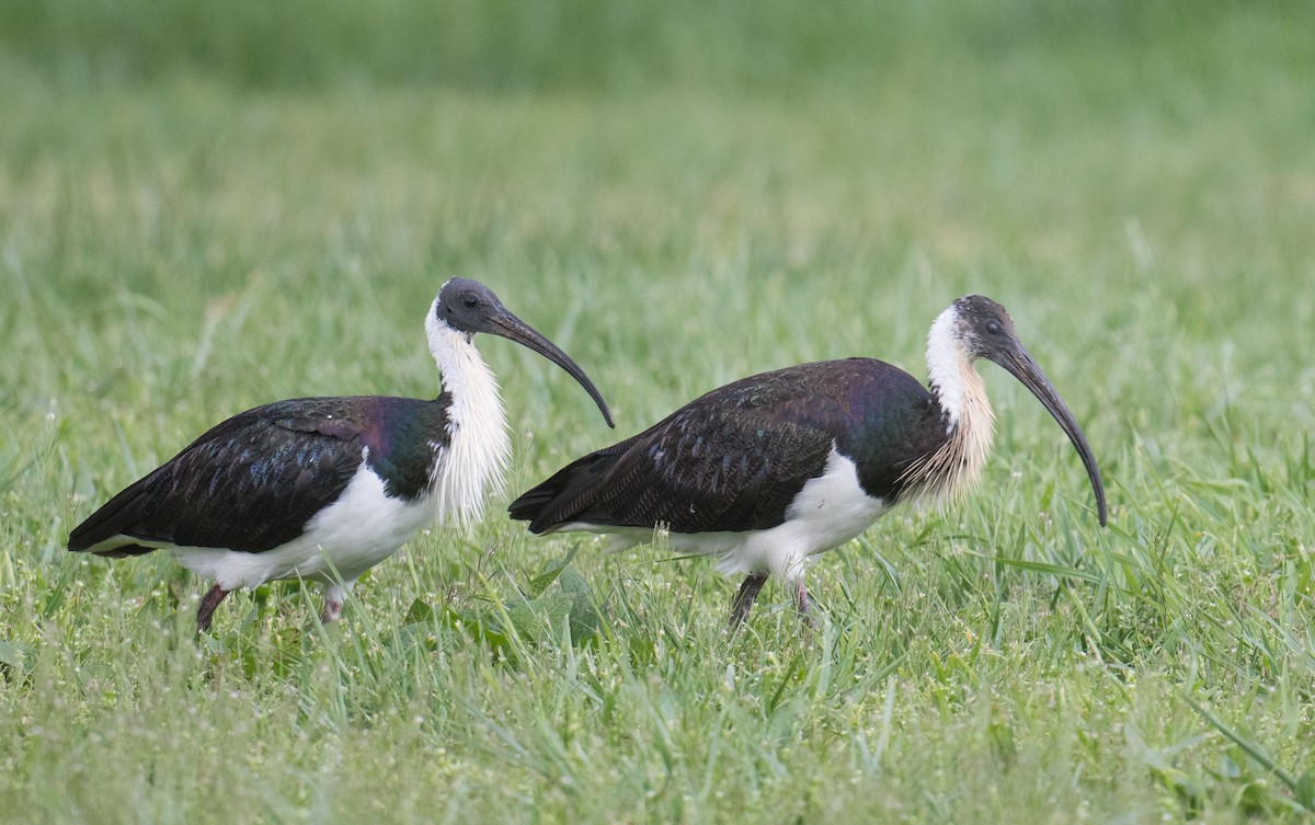 Straw-necked Ibis - ML641954789