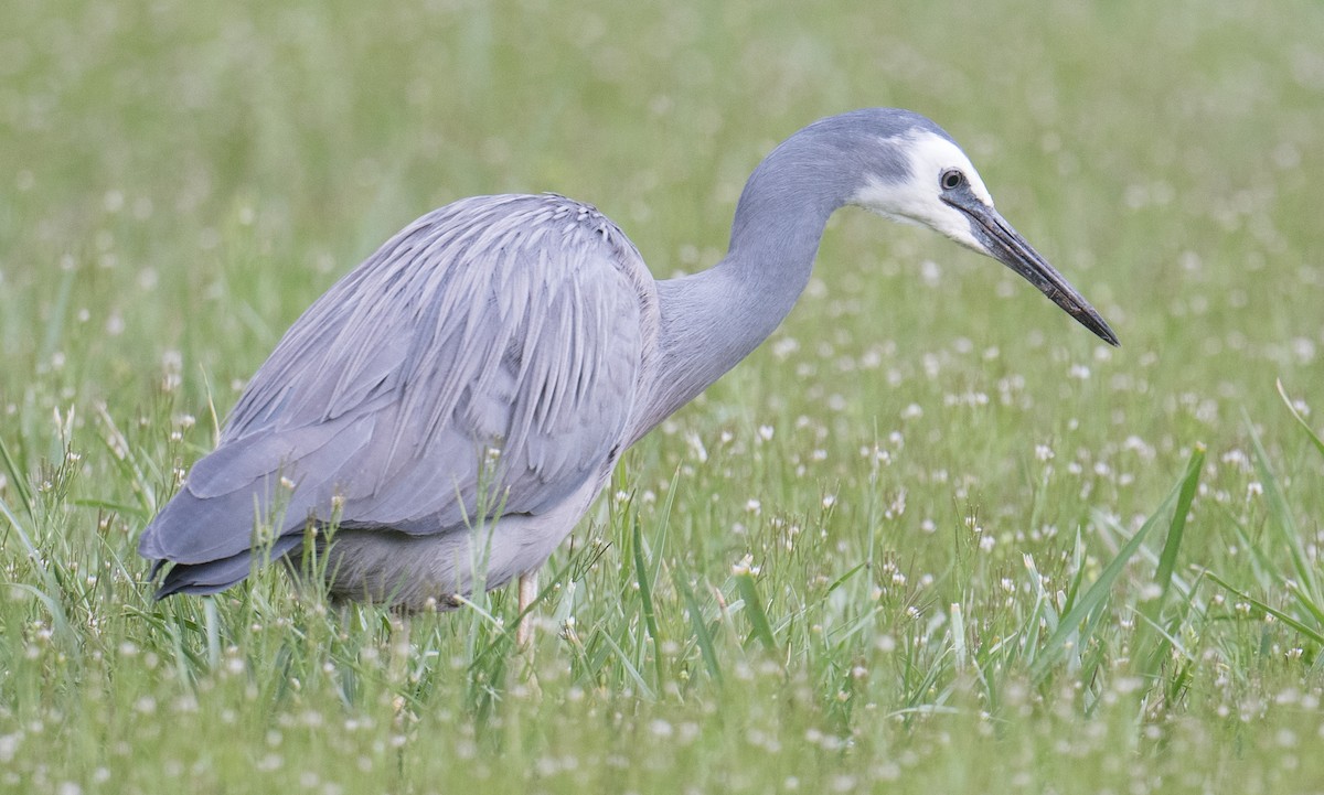 White-faced Heron - ML641954793