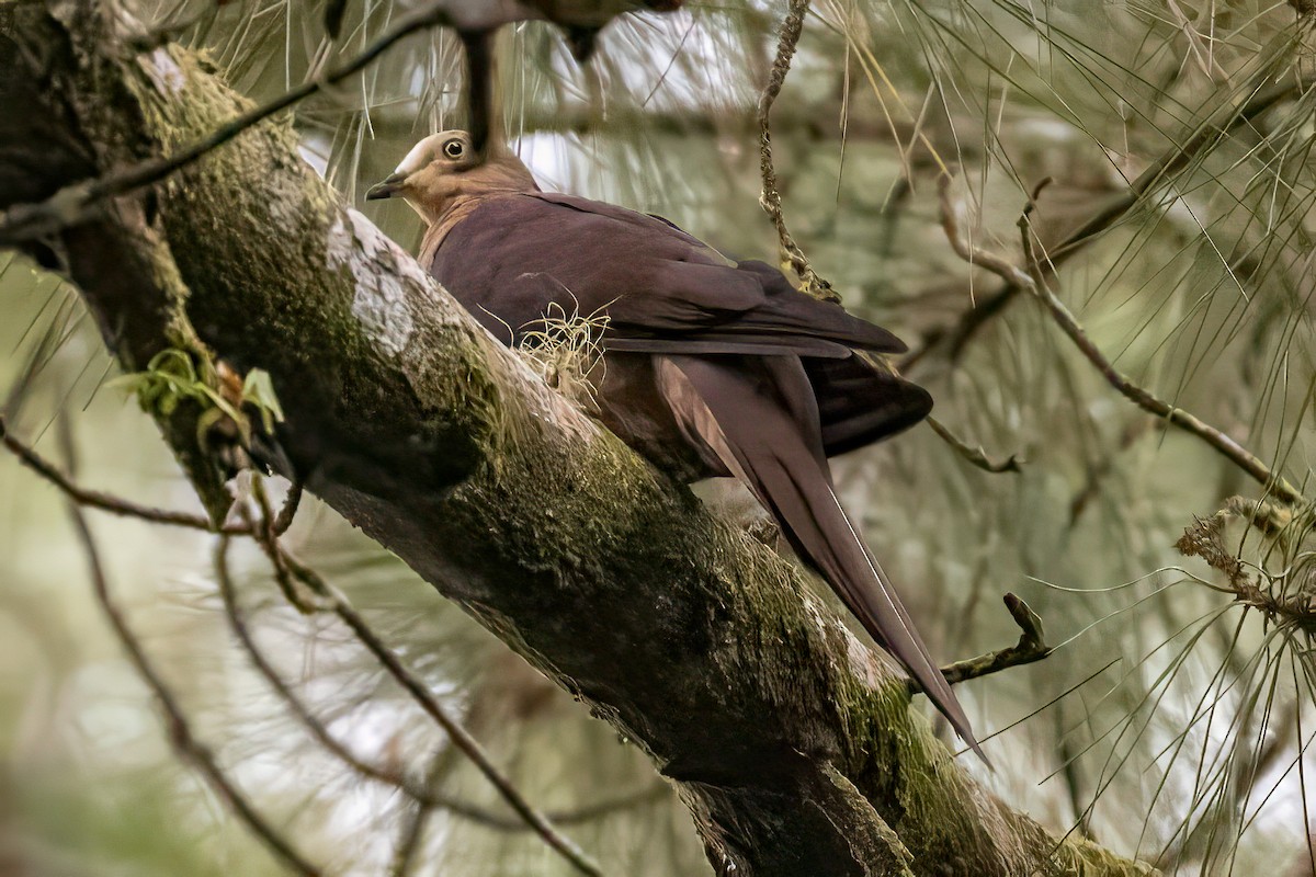 Sultan's Cuckoo-Dove - ML641954809