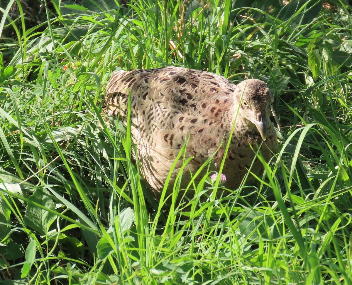 Jagdfasan - ML641954810