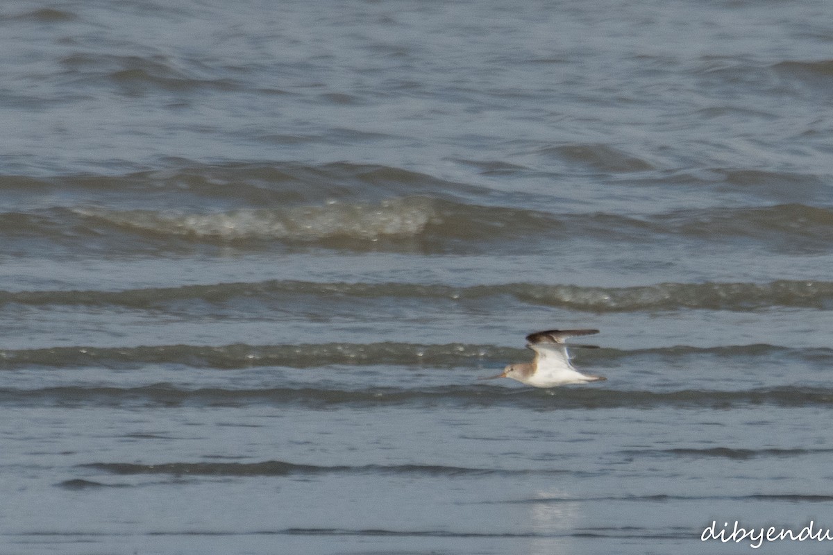 Terek Sandpiper - ML641954818