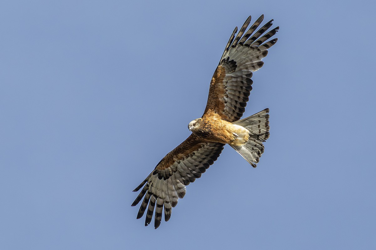Square-tailed Kite - ML641954823