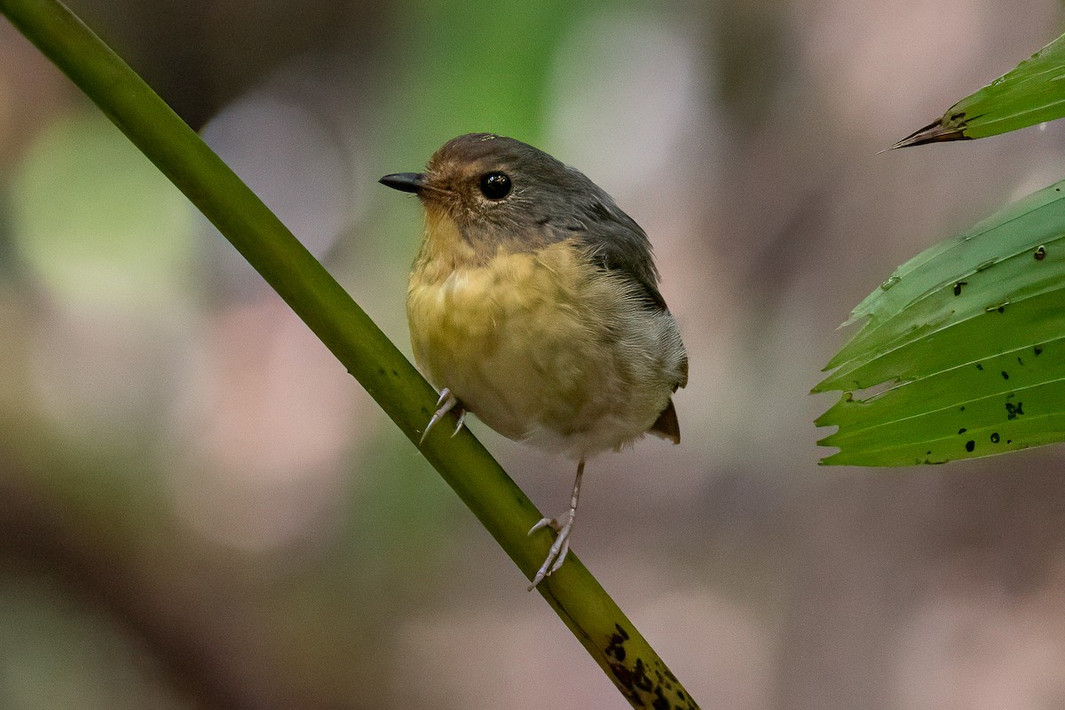 Snowy-browed Flycatcher - ML641954841