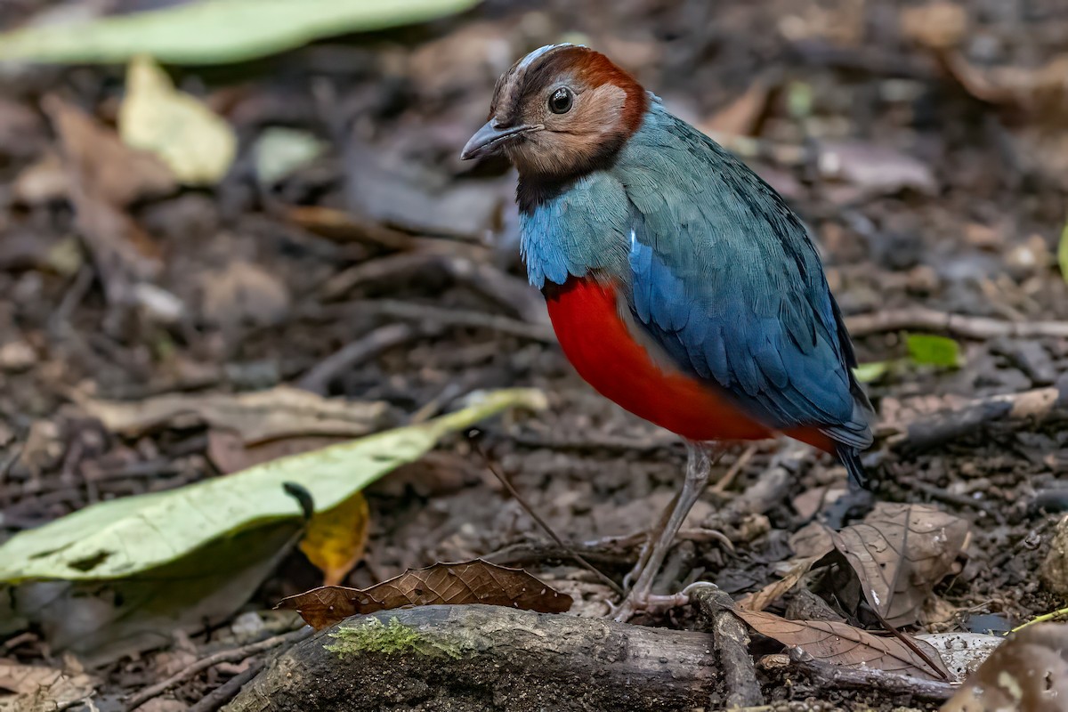 Sulawesi Pitta (Sulawesi) - ML641954851