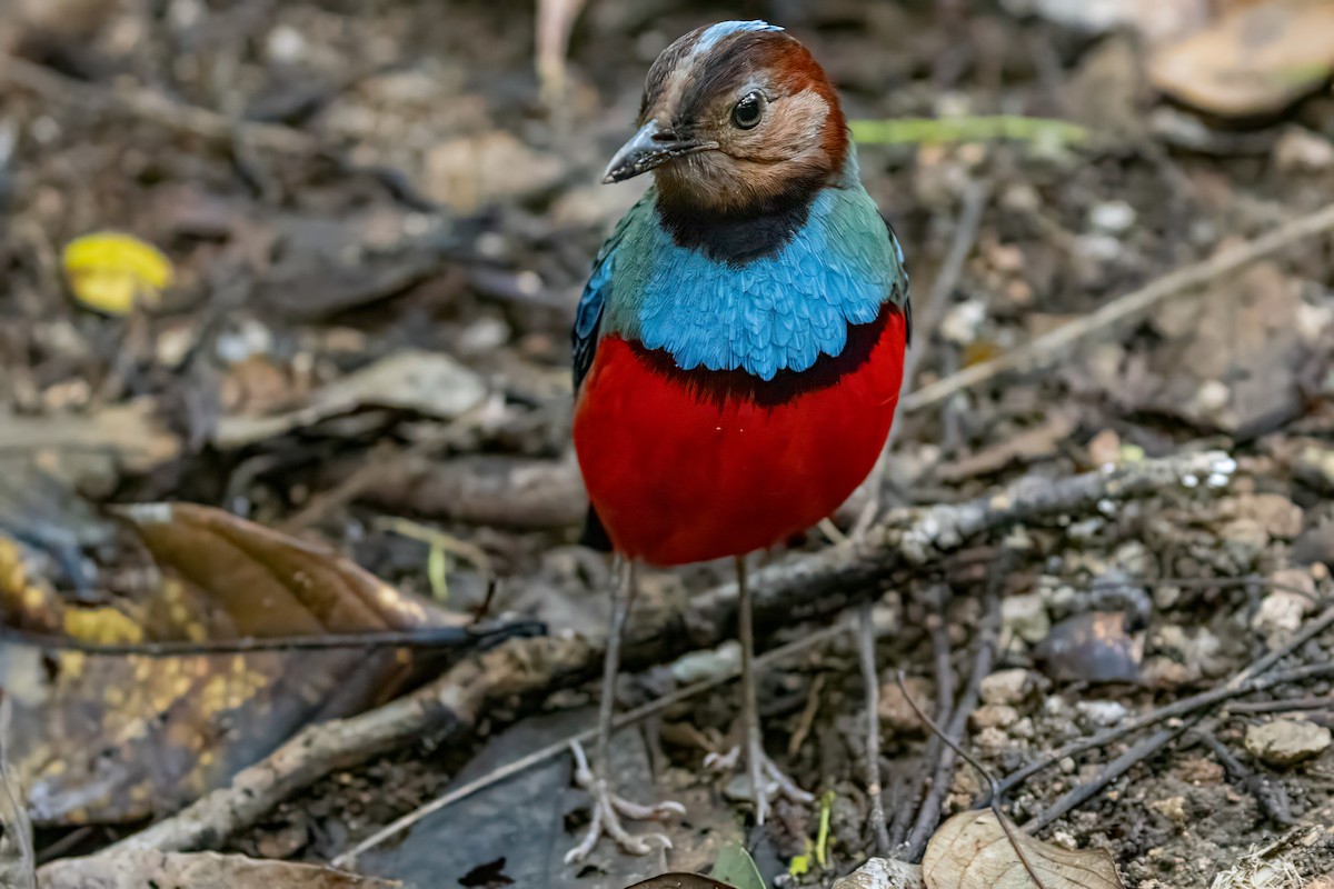 Sulawesi Pitta (Sulawesi) - ML641954852