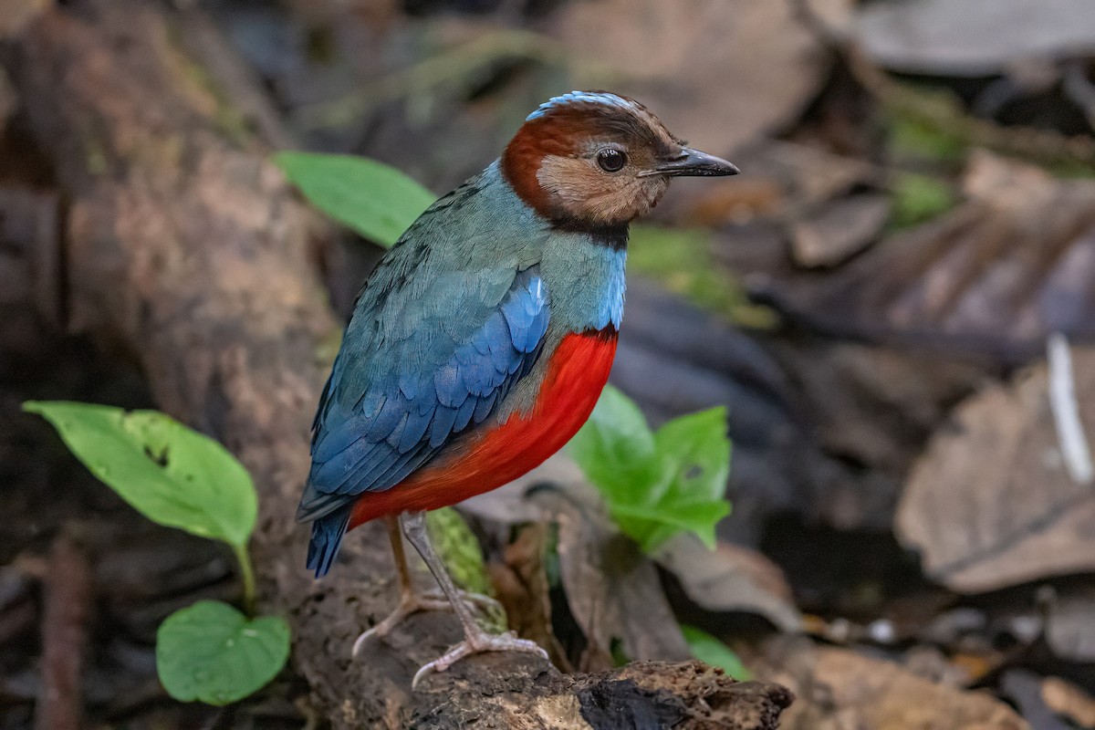 Sulawesi Pitta (Sulawesi) - ML641954853