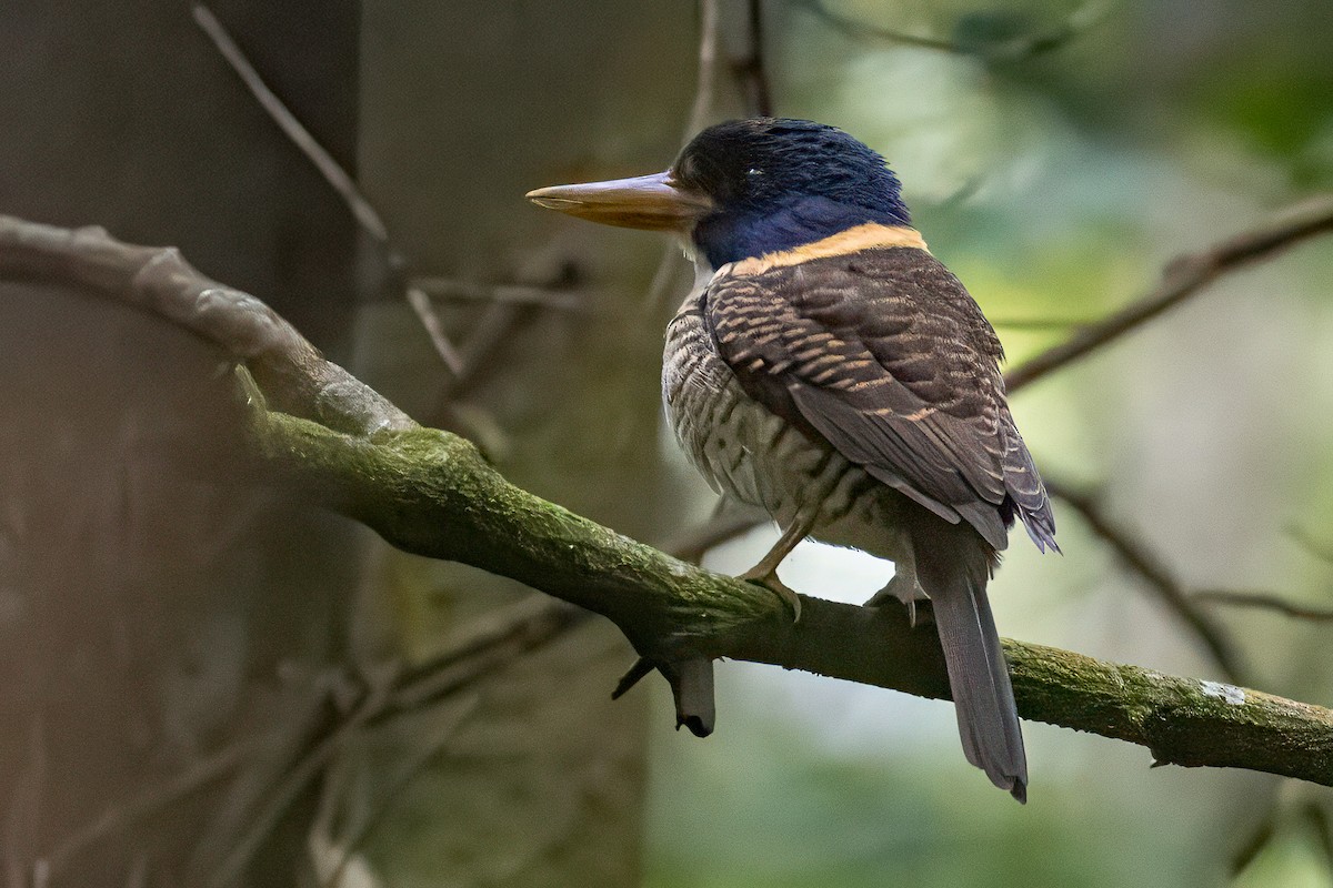 Scaly-breasted Kingfisher (Scaly-breasted) - ML641954854