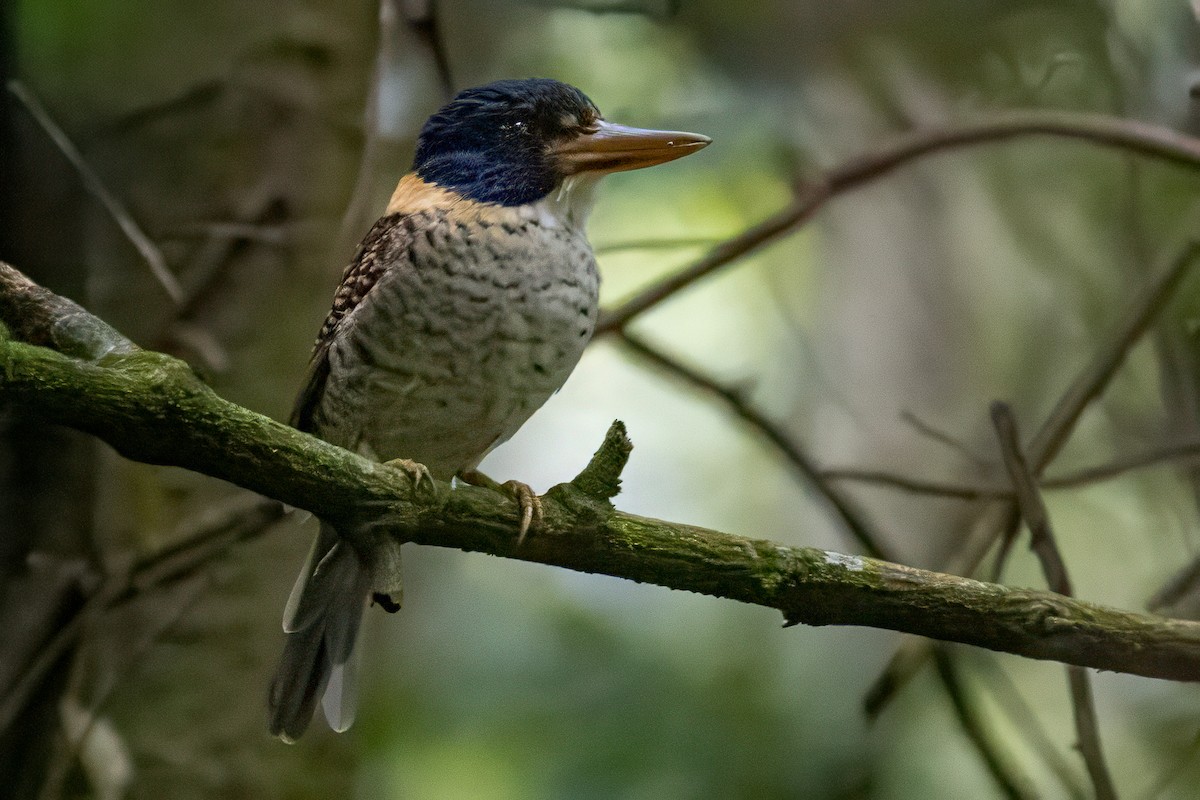 Scaly-breasted Kingfisher (Scaly-breasted) - ML641954855