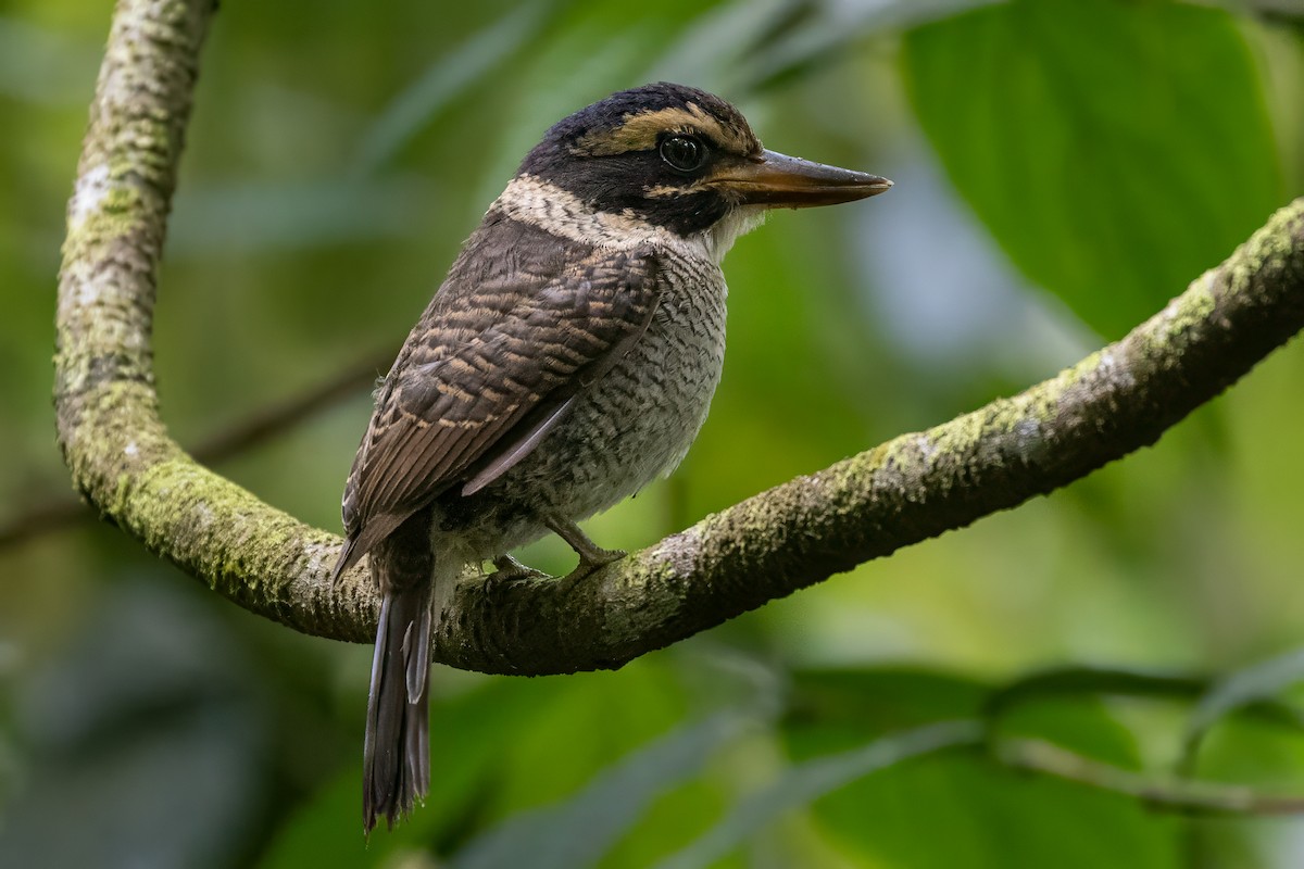 Scaly-breasted Kingfisher (Scaly-breasted) - ML641954856