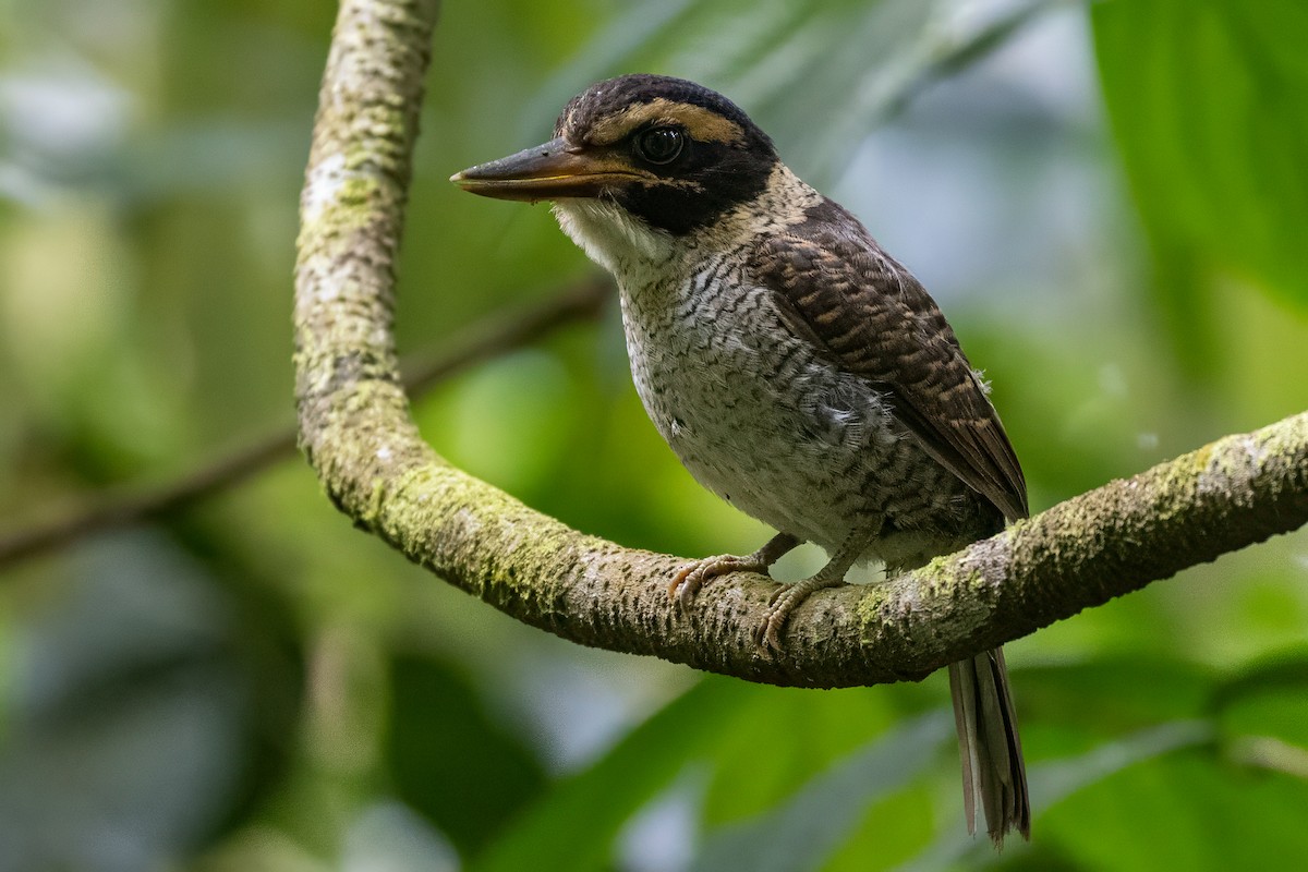Scaly-breasted Kingfisher (Scaly-breasted) - ML641954857