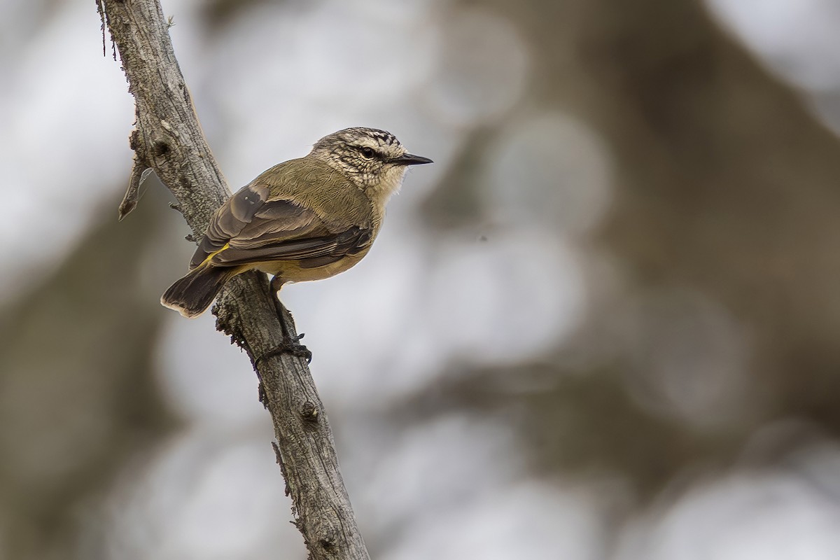 Yellow-rumped Thornbill - ML641954864