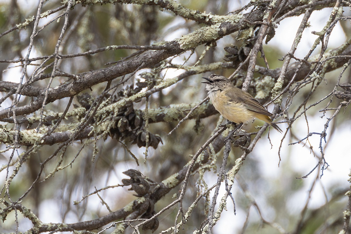 Yellow-rumped Thornbill - ML641954865