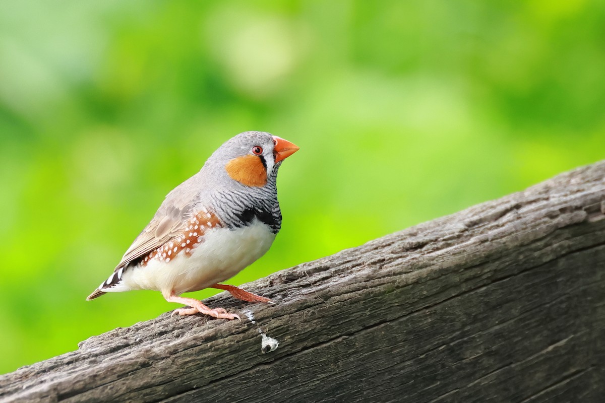 Zebra Finch - ML641954866