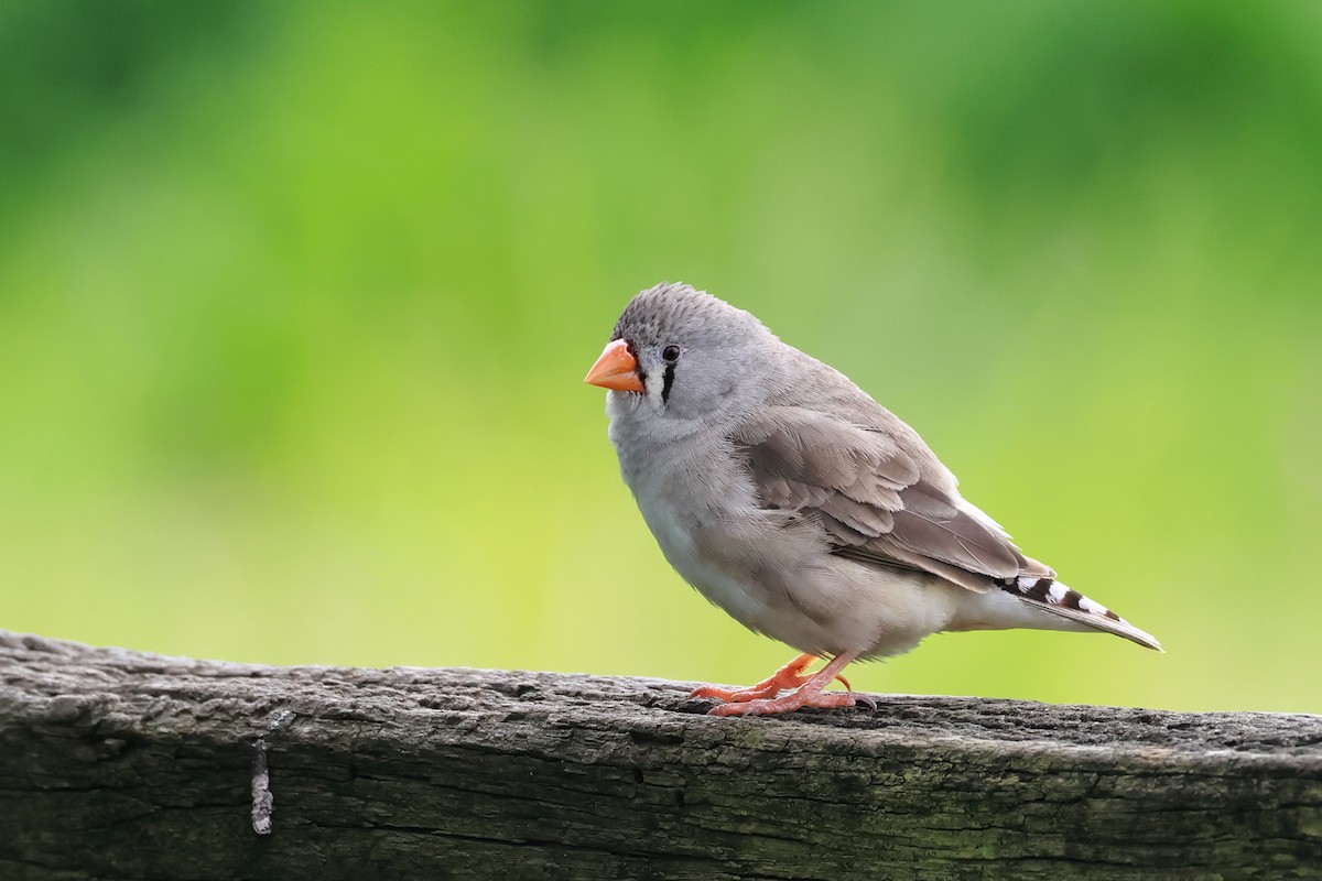Zebra Finch - ML641954867