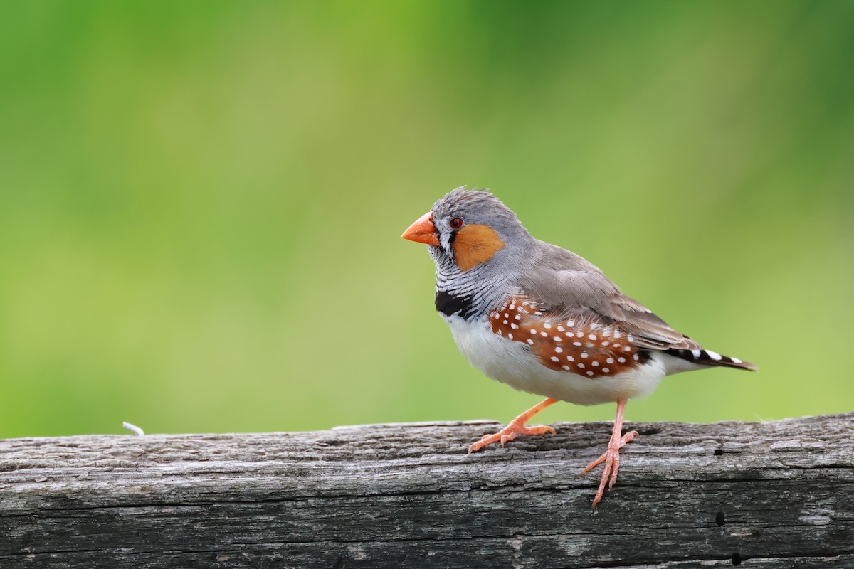 Zebra Finch - ML641954868