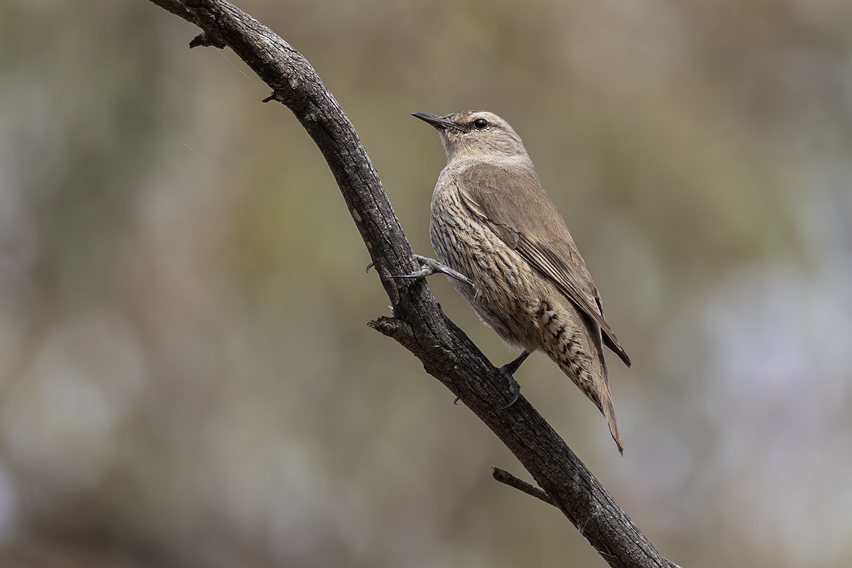Brown Treecreeper - ML641954869