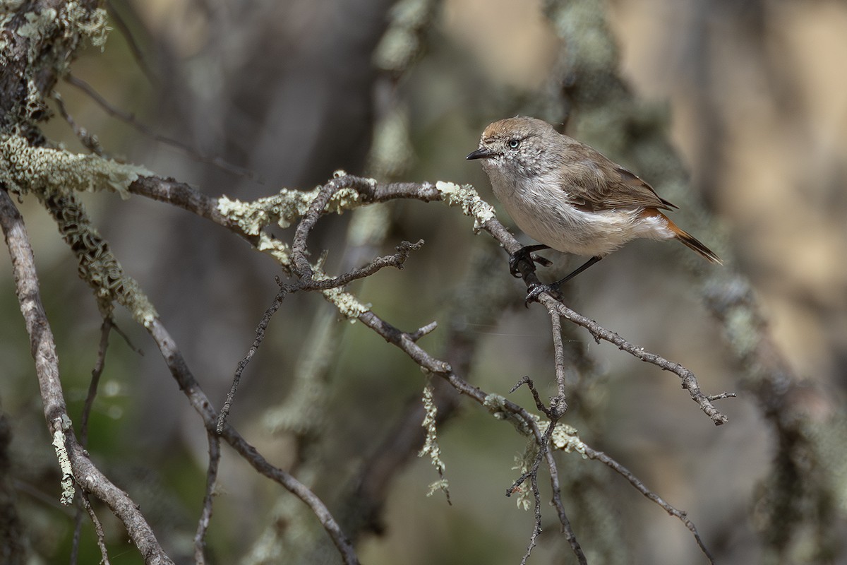 Chestnut-rumped Thornbill - ML641954877