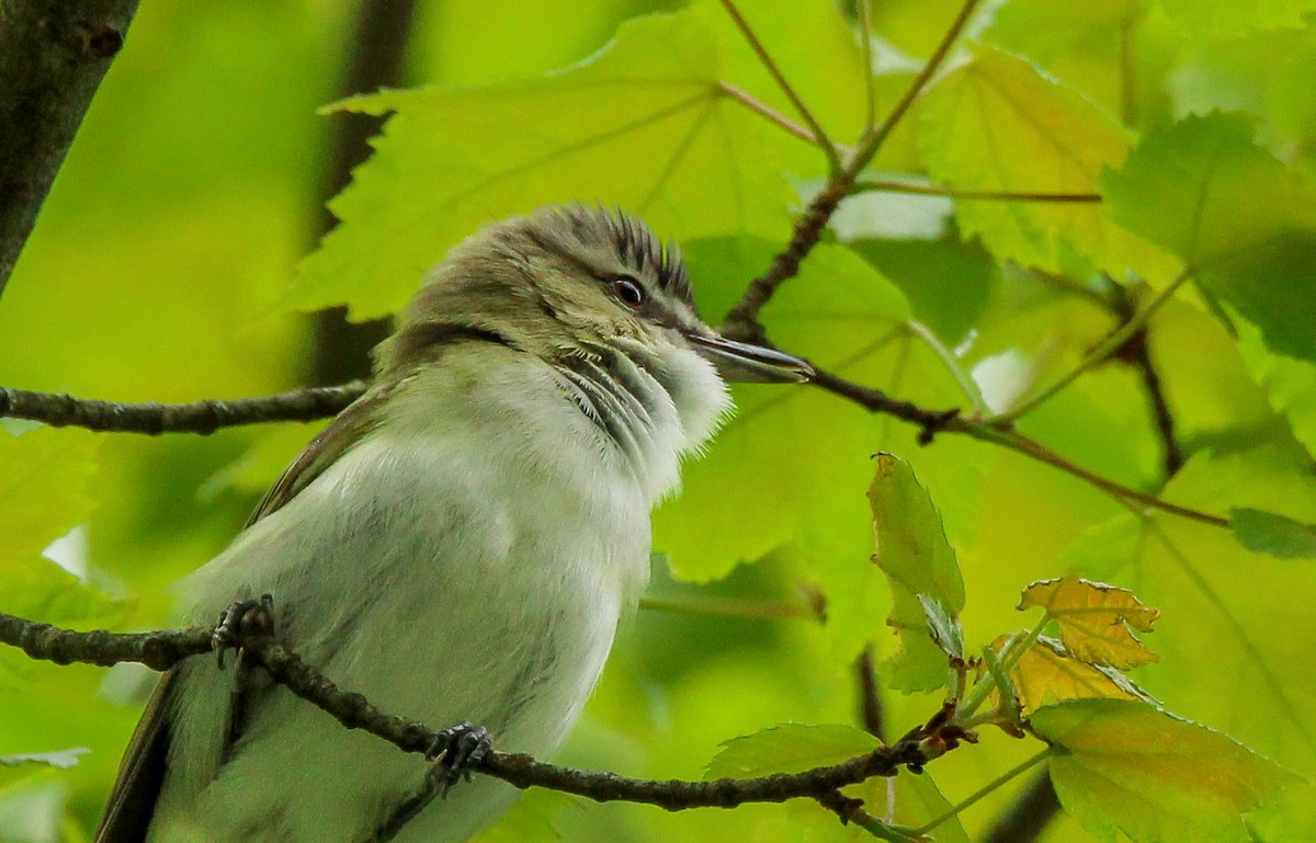 Rotaugenvireo - ML641954880