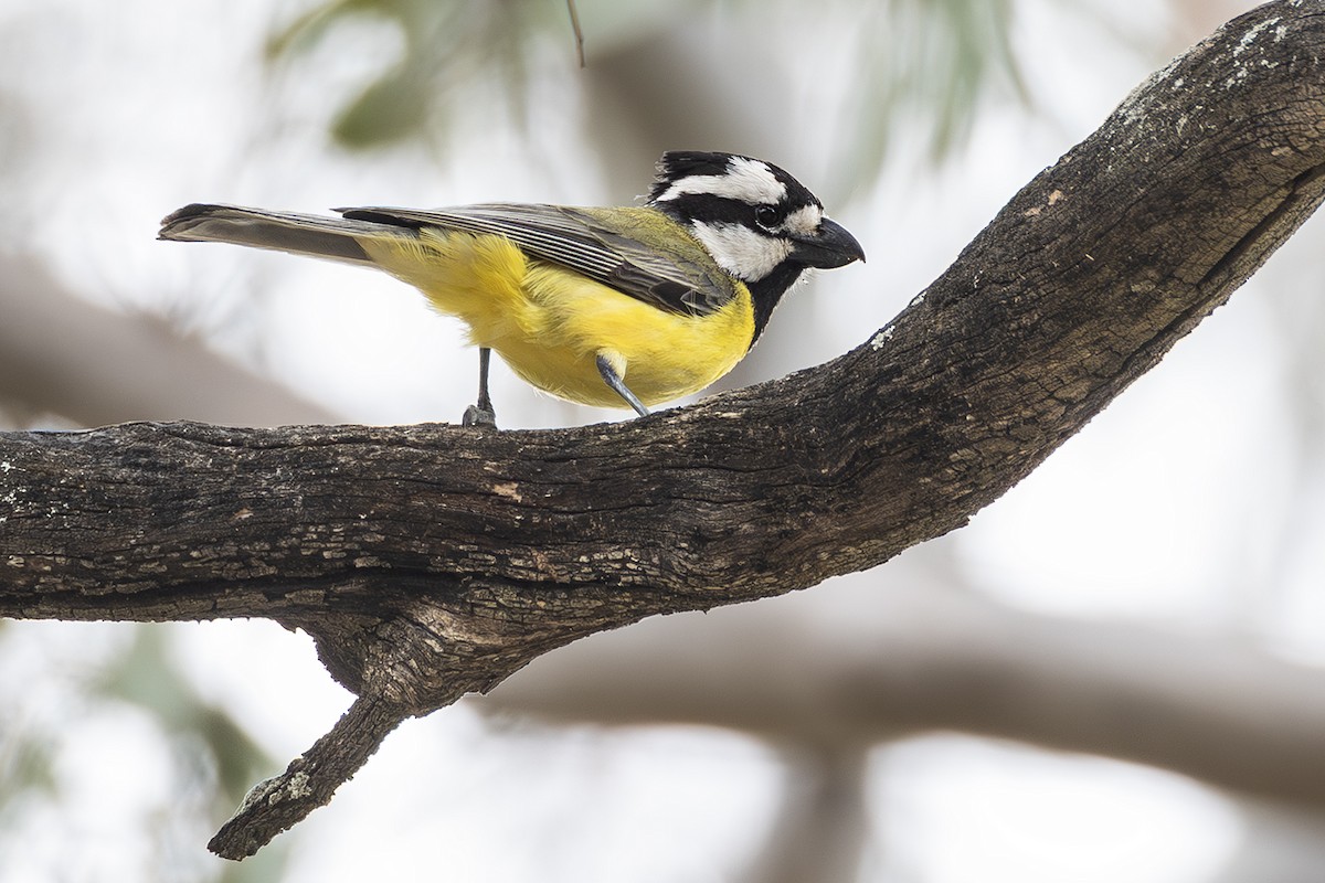 Eastern Shrike-tit - ML641954882