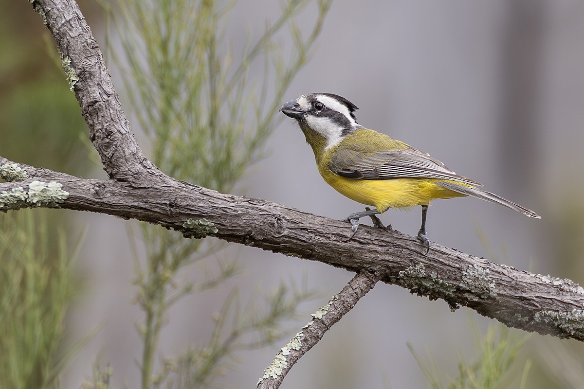 Eastern Shrike-tit - ML641954883