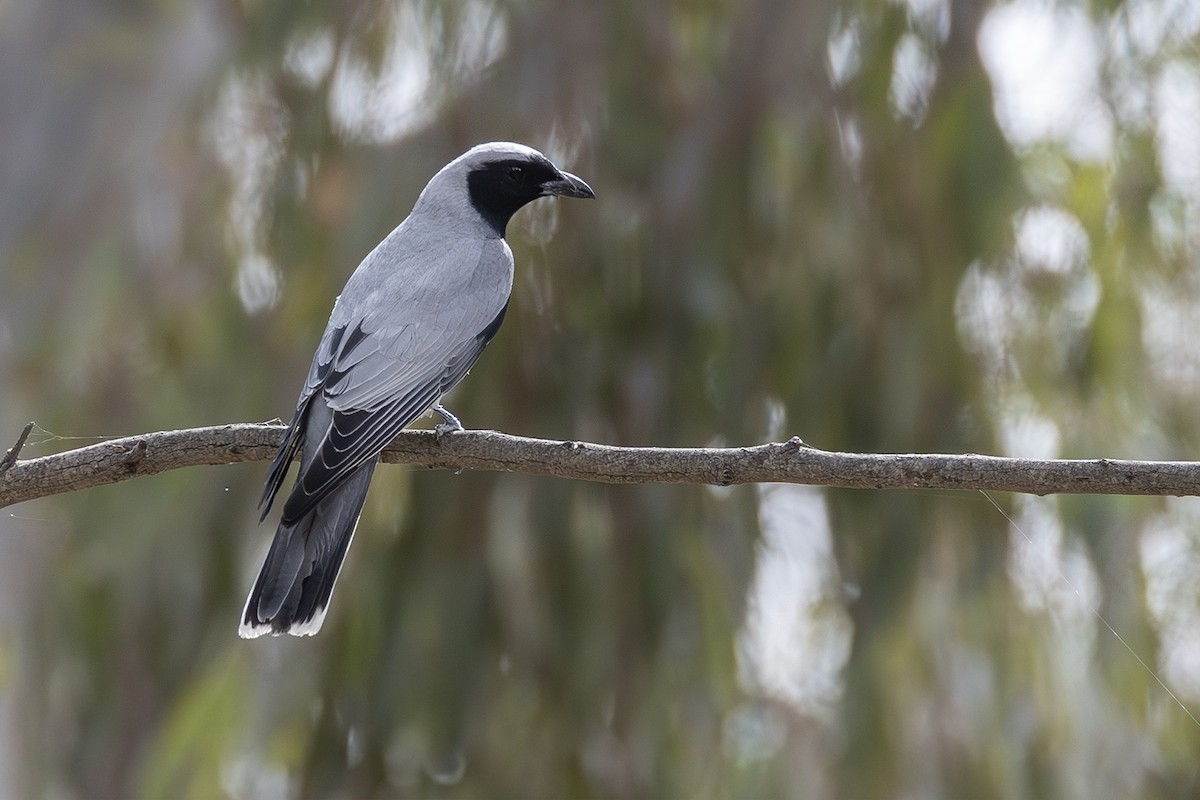 Black-faced Cuckooshrike - ML641954887