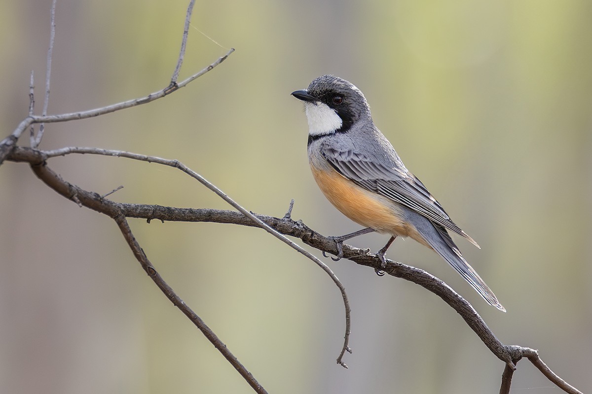 Rufous Whistler - ML641954892