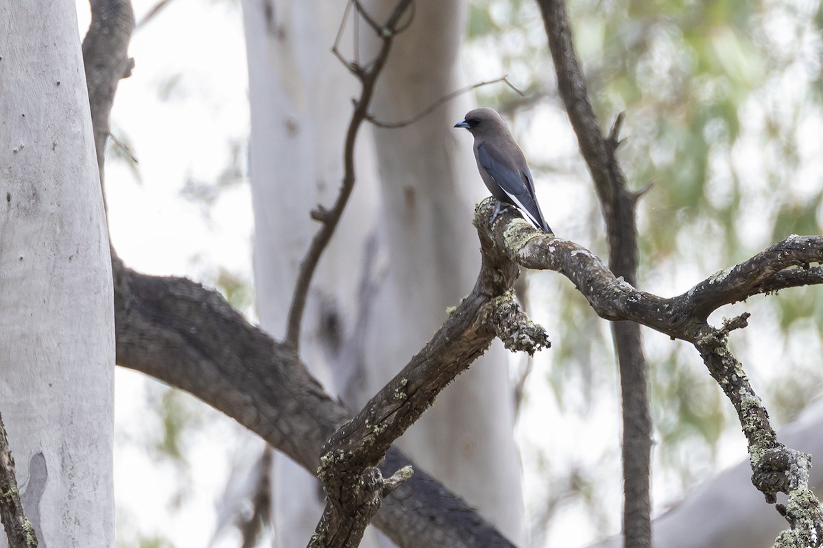 Dusky Woodswallow - ML641954894