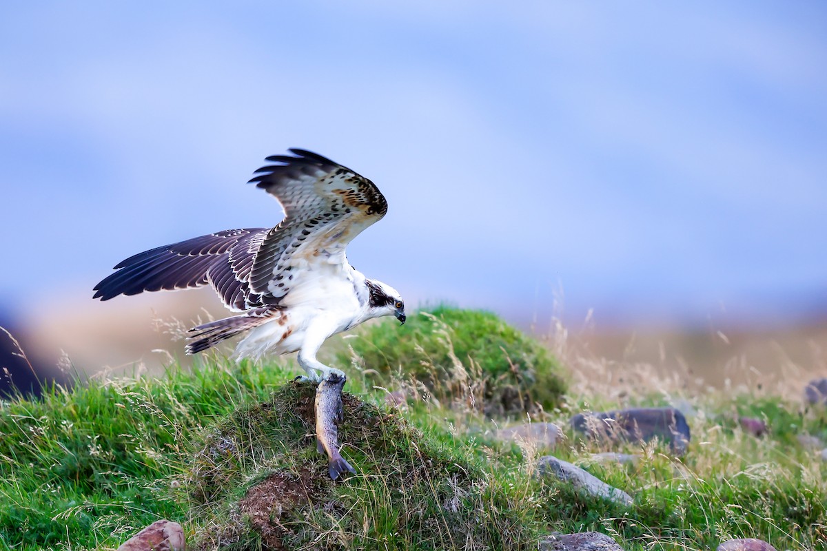 Osprey - ML641954896