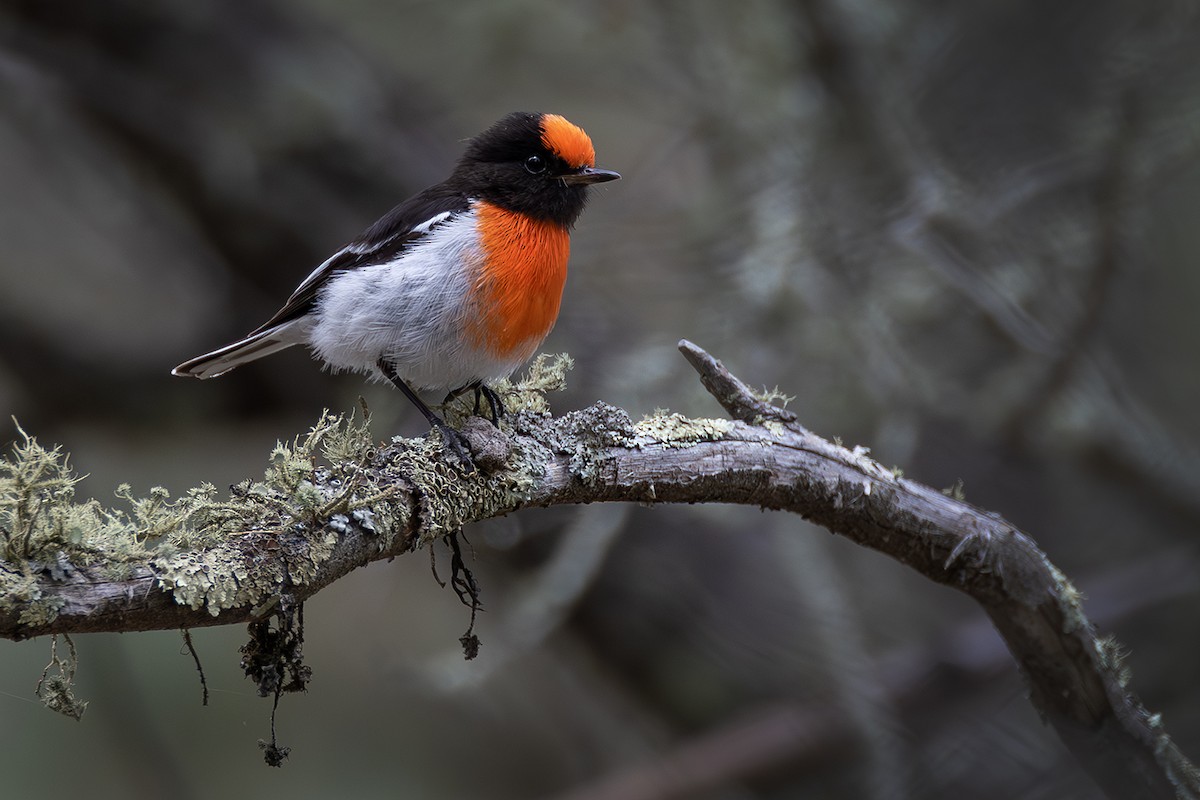 Red-capped Robin - ML641954899