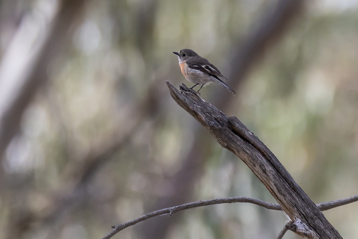 Scarlet Robin - ML641954909