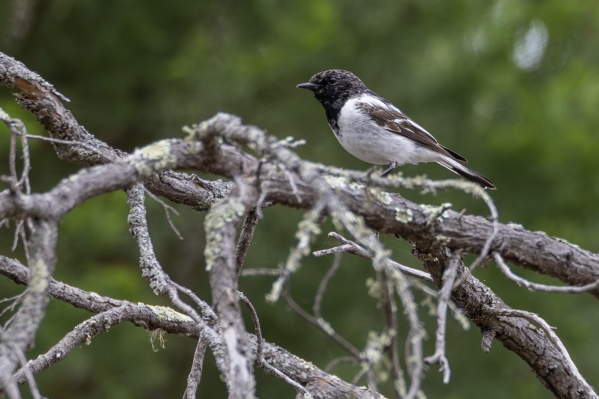Hooded Robin - ML641954919